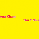 Phòng khám bác sĩ thú y Như Ý ở đâu? giá khám bao nhiêu?