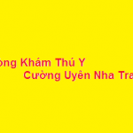 Phòng khám thú y Cường Uyên nha trang ở đâu? giá khám bao nhiêu?