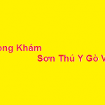 Phòng khám bác sĩ Sơn thú y gò vấp ở đâu? giá khám bao nhiêu?